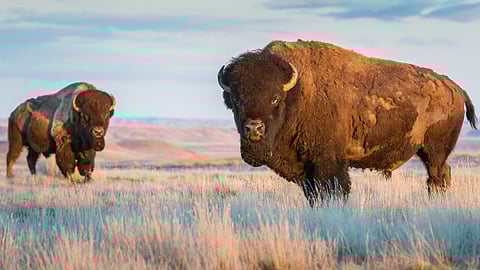 Steppe Bison
