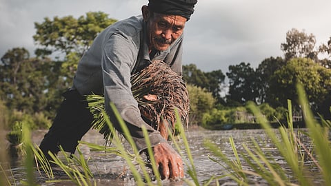 Farmer (Representative)