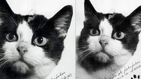 Félicette
