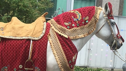 Horse used in wedding