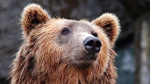 Bear cub (representational)