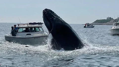 Whale