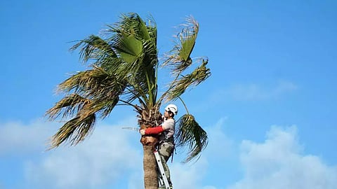 மரத்தின் மீது வாழ்ந்து வரும் நபர்