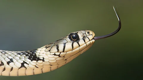 Snake