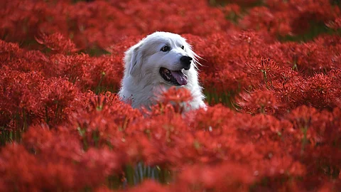 Dog