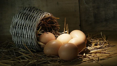Egg Diet