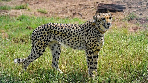 Cheetah