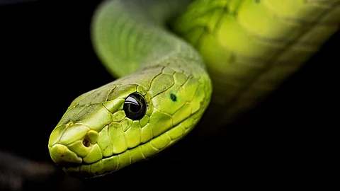Snake