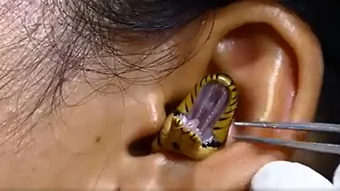 பாம்பு