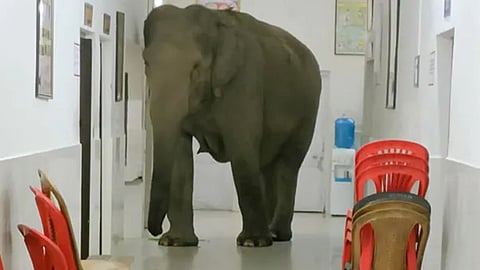 மருத்துவமனைக்குள் புகுந்த யானை