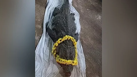 பபியா முதலை