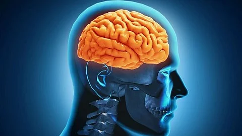 human brain