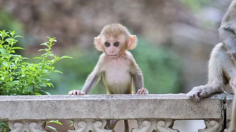 monkey