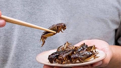 Singapore mulls insects for human consumption