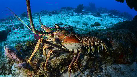 மரணமே இல்லாத உயிர்கள் 3: இளமை மாறாத இறால்களை தெரியுமா?