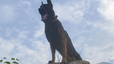 Indian Army dog