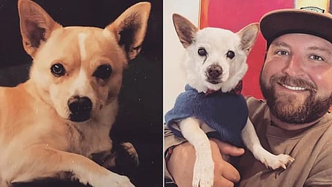 உலகிலேயே மிகவும் வயதான நாய் இது தான்! - எத்தனை வயது தெரியுமா?