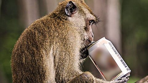 பீர் குடிக்கும் குரங்கு