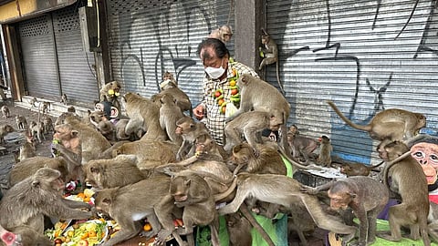 தாய்லாந்தில் நடைபெறும் வினோத திருவிழா