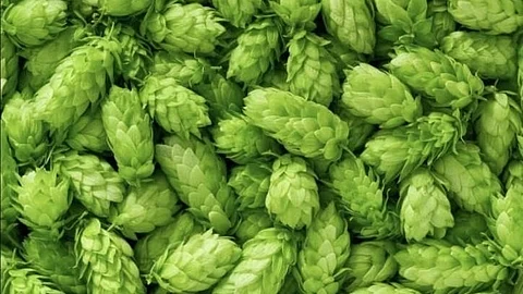 Hopshoots