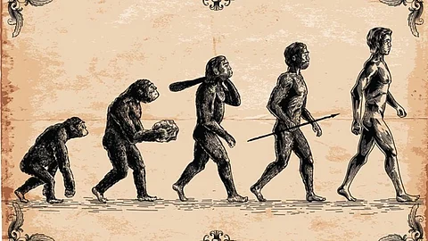 Human evolution