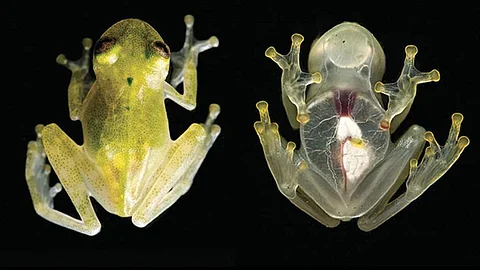 how glass frogs turn transparent