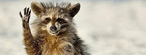 2022's Hilarious Photographs- A Revisit| Photo Gallery