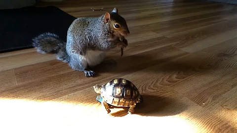Squirrel turtle growing in the same house - viral Video