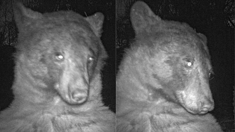 Bear takes 400 selfies with a sensory camera in USA’s Colorado