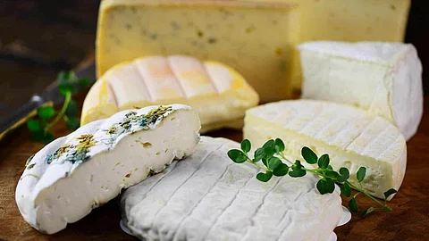 Moose cheese