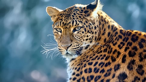 Rajasthan’s Bera village, where humans and leopards live together!