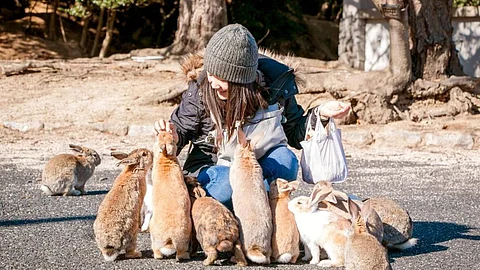 The Dark History of Japan’s Rabbit Island