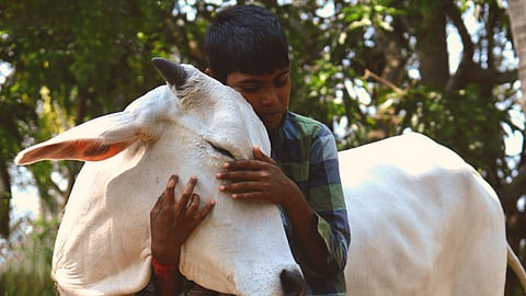 மாடுகளை கட்டிப்பிடித்தால் மன அமைதி கிடைக்குமா? - ஒரு மருத்துவ பார்வை!