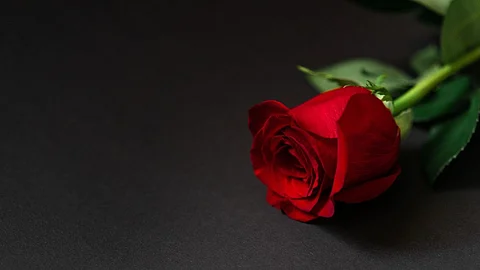 Rose Day: History and Significance - Viral Memes