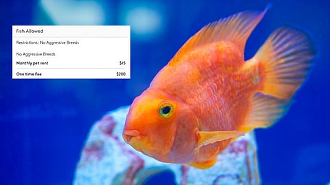 Woman claims landlord charges her Rs 12k and Rs 930 as monthly ‘pet rent’ for keeping a goldfish