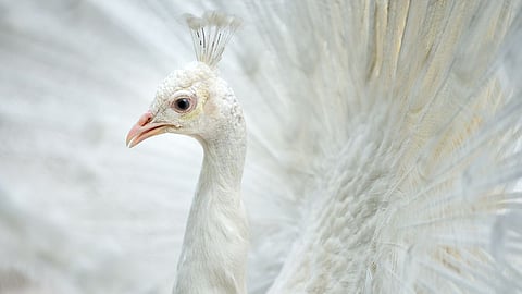 White Peacock