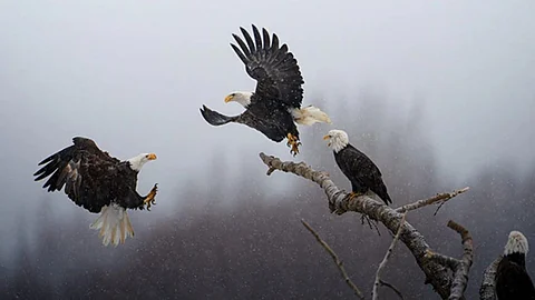Karthik Subramanian : Indian-American wins National Geographic 'Pictures of the Year' award