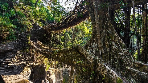 The Living Root Bridges of Cherrapunjee, India