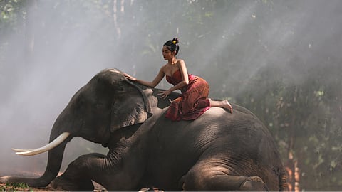 பாலியல் சுற்றுலா, பௌத்தம், யானைகள் - 'தாய்லாந்து' பூலோக சொர்க்கமாக இருக்க என்ன காரணம்?