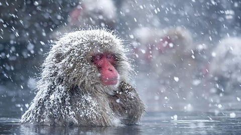 Japanese Macaque Monkeys Get Stress Relief in Hot water