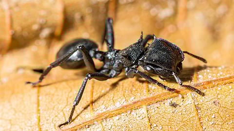 Top Ten Most Dangerous Ants in the World