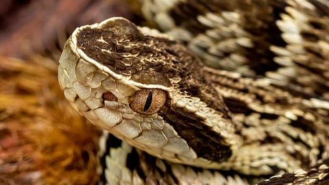 Snake Island: ஒரு சதுரடிக்கு ஒரு பாம்பு - பாம்பு தீவின் பின்னணி என்ன? ஒரு திக் திக் பயணம்