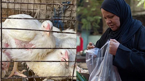 What chicken feet tell us about daily life in Egypt