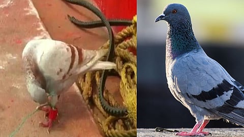 ஒடிசா: கேமரா, மைக்ரோசிப், இறகில் ரகசிய செய்தி - உளவு பார்க்க வந்ததா புறா?