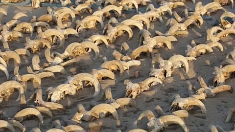 Egypt: Researchers discover 2000 mummified ram heads in ancient Egyptian temple