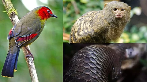 Rarest of rare animals in india and where to find them