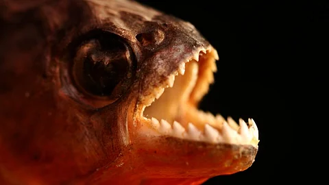 Piranha