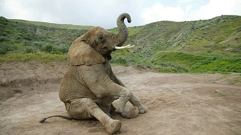 The Elephant Whisperers: தும்பிக்கை இல்லாமல் யானைகளால் வாழ முடியாதா? wow facts