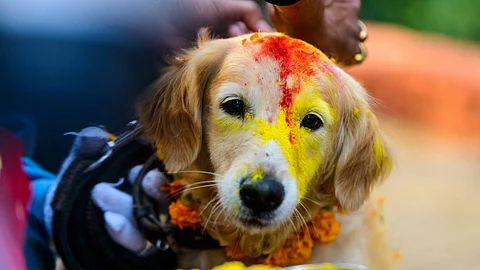 Nepal festival celebrates 'day of the dogs'