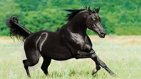 8 Most Expensive Animals in the World